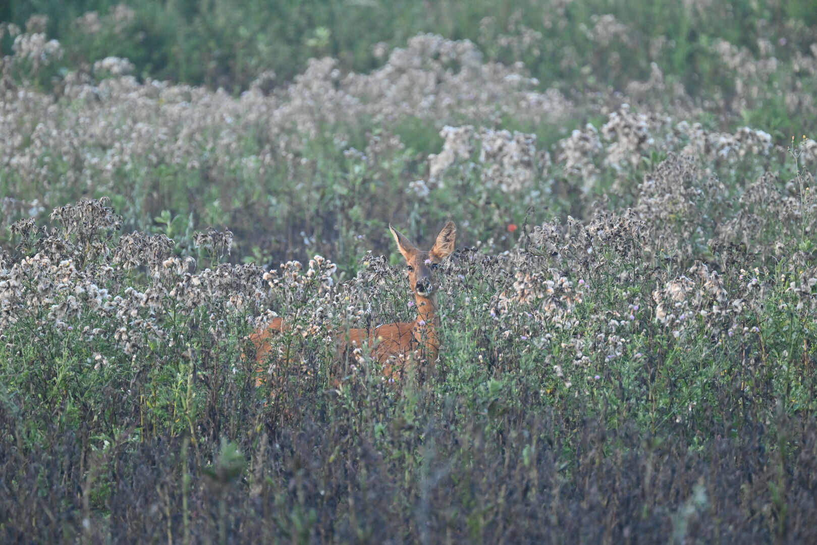 Deer