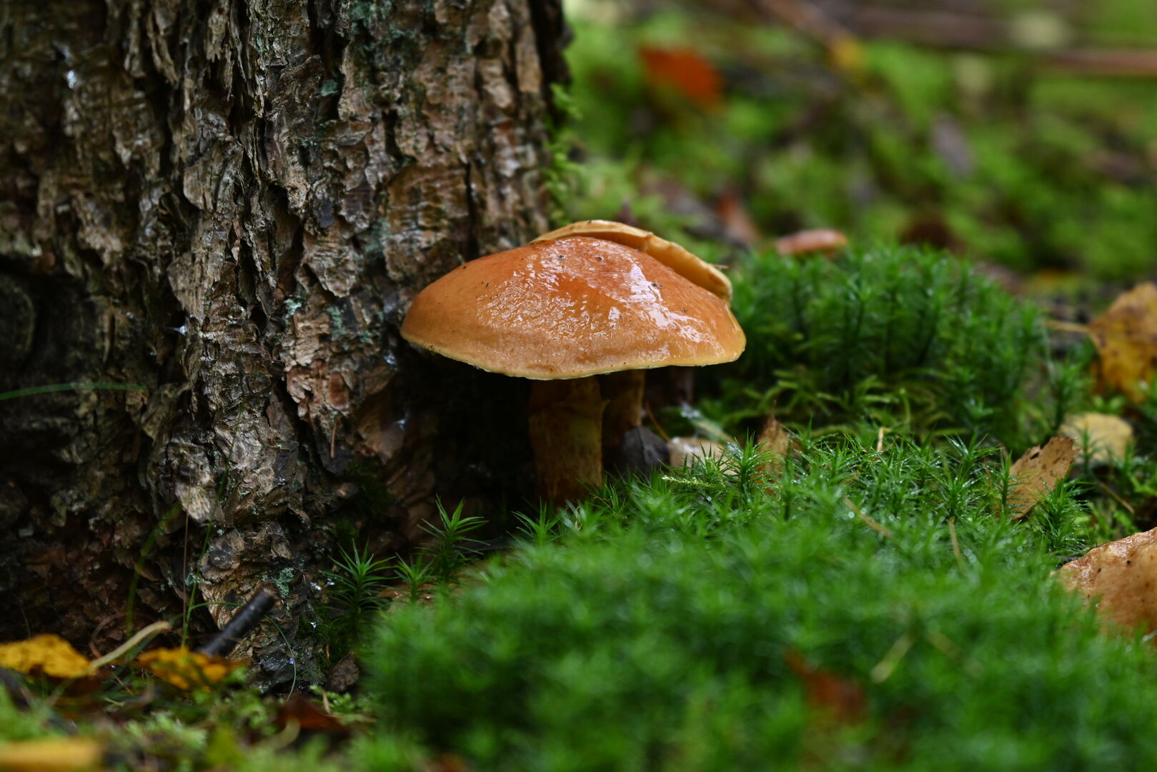 Pilz